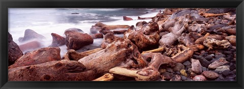 Framed Driftwood on the beach, Oregon Coast, Oregon, USA Print