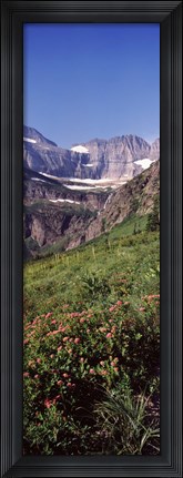 Framed Alpine wildflowers on a landscape, US Glacier National Park, Montana, USA Print