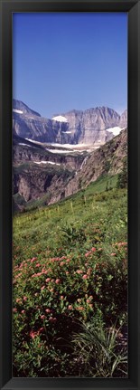 Framed Alpine wildflowers on a landscape, US Glacier National Park, Montana, USA Print