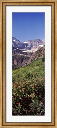 Framed Alpine wildflowers on a landscape, US Glacier National Park, Montana, USA Print