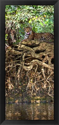 Framed Jaguar resting at the riverside, Three Brothers River, Meeting of the Waters State Park, Pantanal Wetlands, Brazil Print