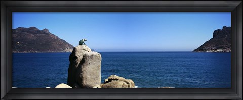 Framed Bronze leopard statue on a boulder, Hout Bay, Cape Town, Western Cape Province, South Africa Print