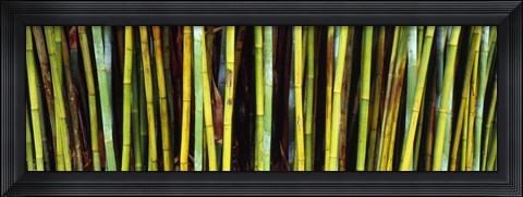 Framed Bamboo trees in a botanical garden, Kanapaha Botanical Gardens, Gainesville, Alachua County, Florida Print
