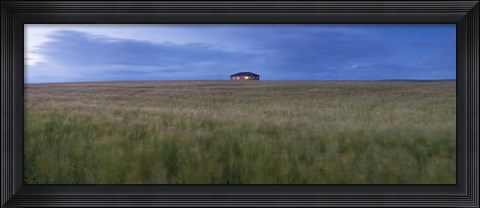 Framed Barley field with a house in the background, Orkney Islands, Scotland Print