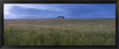 Framed Barley field with a house in the background, Orkney Islands, Scotland Print