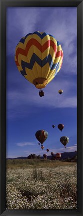 Framed Hot air balloons rising, Hot Air Balloon Rodeo, Steamboat Springs, Colorado Print