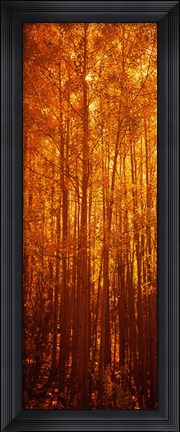 Framed Aspen trees at sunrise in autumn, Colorado (vertical) Print