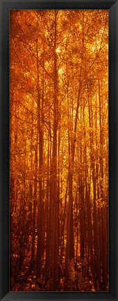 Framed Aspen trees at sunrise in autumn, Colorado (vertical) Print