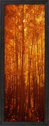 Framed Aspen trees at sunrise in autumn, Colorado (vertical) Print