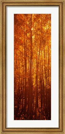 Framed Aspen trees at sunrise in autumn, Colorado (vertical) Print