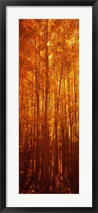 Framed Aspen trees at sunrise in autumn, Colorado (vertical) Print