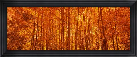 Framed Aspen trees at sunrise in autumn, Colorado (horizontal) Print