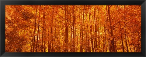 Framed Aspen trees at sunrise in autumn, Colorado (horizontal) Print