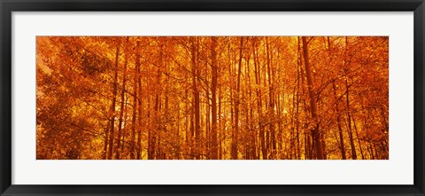 Framed Aspen trees at sunrise in autumn, Colorado (horizontal) Print