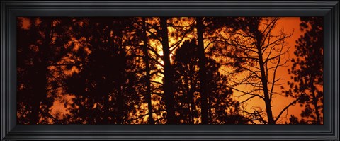 Framed Low angle view of trees at sunrise, Colorado, USA Print