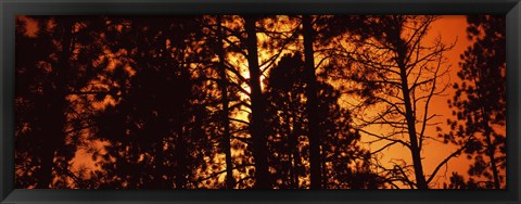 Framed Low angle view of trees at sunrise, Colorado, USA Print