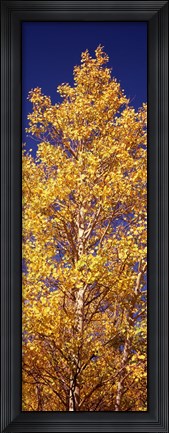 Framed Low angle view of aspen trees in autumn, Colorado Print