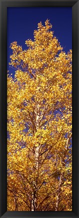 Framed Low angle view of aspen trees in autumn, Colorado Print