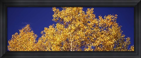 Framed Aspen trees against a Blue Sky, Colorado Print