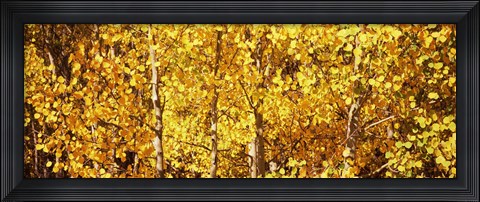 Framed Aspen trees with yellow foliage, Colorado, USA Print