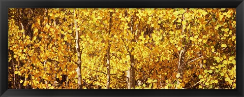 Framed Aspen trees with yellow foliage, Colorado, USA Print