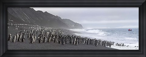 Framed Chinstrap penguins marching to the sea, Bailey Head, Deception Island, Antarctica Print
