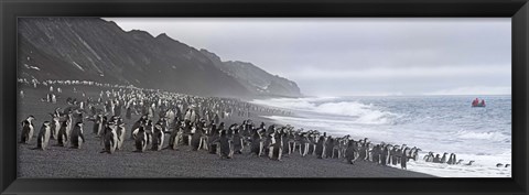 Framed Chinstrap penguins marching to the sea, Bailey Head, Deception Island, Antarctica Print