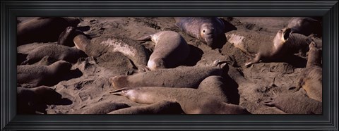 Framed Elephant seals on the beach, San Luis Obispo County, California Print