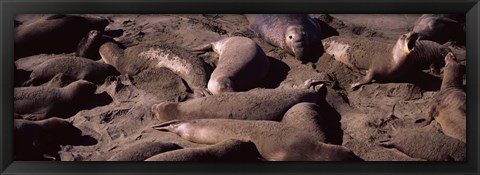 Framed Elephant seals on the beach, San Luis Obispo County, California Print