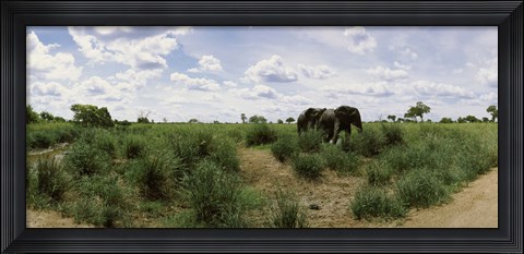 Framed African elephants (Loxodonta africana) in a field, Kruger National Park, South Africa Print