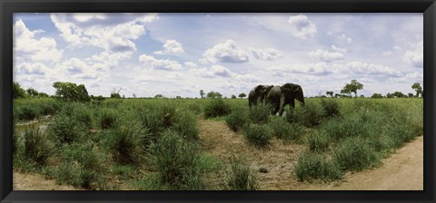 Framed African elephants (Loxodonta africana) in a field, Kruger National Park, South Africa Print