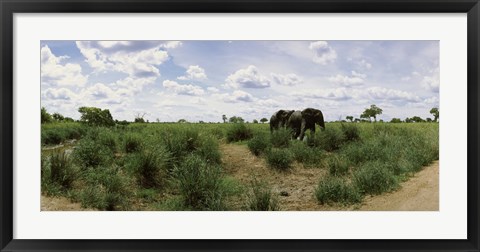 Framed African elephants (Loxodonta africana) in a field, Kruger National Park, South Africa Print