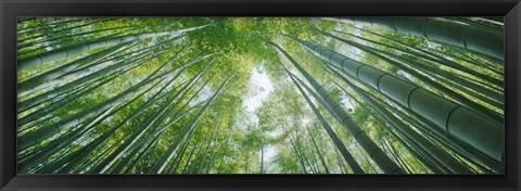 Framed Low angle view of bamboo trees, Hokokuji Temple, Kamakura, Kanagawa Prefecture, Kanto Region, Honshu, Japan Print