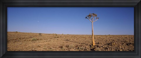 Framed Lone Quiver tree (Aloe dichotoma) in a field, Fish River Canyon, Namibia Print