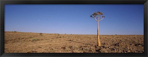 Framed Lone Quiver tree (Aloe dichotoma) in a field, Fish River Canyon, Namibia Print