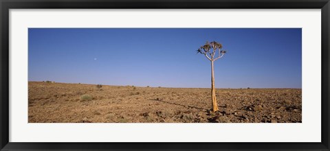 Framed Lone Quiver tree (Aloe dichotoma) in a field, Fish River Canyon, Namibia Print