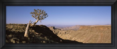 Framed Lone Quiver tree (Aloe dichotoma) in a desert, Ai-Ais Hot Springs, Fish River Canyon, Namibia Print