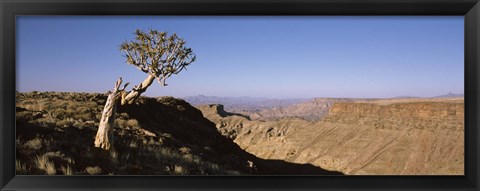 Framed Lone Quiver tree (Aloe dichotoma) in a desert, Ai-Ais Hot Springs, Fish River Canyon, Namibia Print