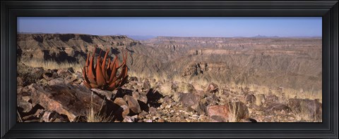 Framed Aloe growing at the edge of a canyon, Fish River Canyon, Namibia Print