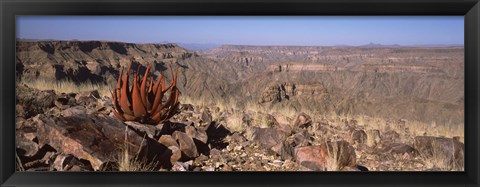 Framed Aloe growing at the edge of a canyon, Fish River Canyon, Namibia Print