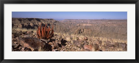 Framed Aloe growing at the edge of a canyon, Fish River Canyon, Namibia Print