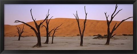 Framed Dead trees in a desert at sunrise, Dead Vlei, Sossusvlei, Namib-Naukluft National Park, Namibia Print