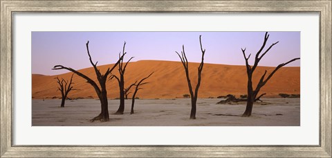 Framed Dead trees in a desert at sunrise, Dead Vlei, Sossusvlei, Namib-Naukluft National Park, Namibia Print