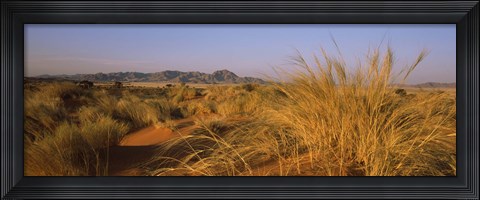 Framed Grass growing in a desert, Namib Rand Nature Reserve, Namib Desert, Namibia Print