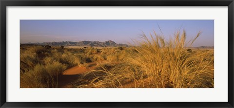 Framed Grass growing in a desert, Namib Rand Nature Reserve, Namib Desert, Namibia Print