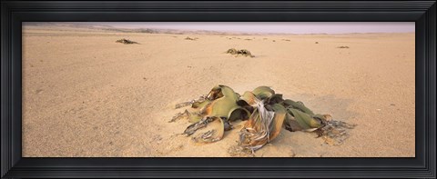 Framed Welwitschia (Welwitschia mirabilis) plant growing in a desert, Swakopmund, Namibia Print