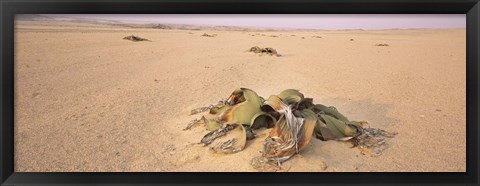 Framed Welwitschia (Welwitschia mirabilis) plant growing in a desert, Swakopmund, Namibia Print