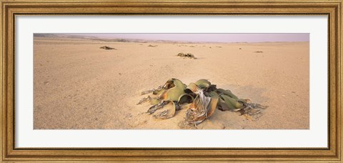 Framed Welwitschia (Welwitschia mirabilis) plant growing in a desert, Swakopmund, Namibia Print