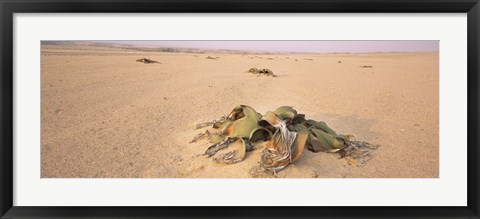 Framed Welwitschia (Welwitschia mirabilis) plant growing in a desert, Swakopmund, Namibia Print