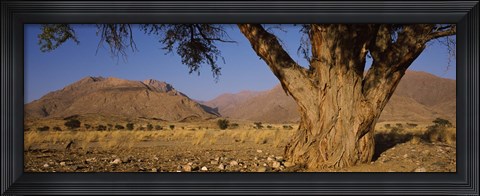 Framed Camelthorn tree (Acacia erioloba) with mountains in the background, Brandberg Mountains, Damaraland, Namib Desert, Namibia Print
